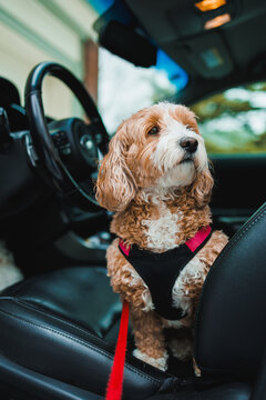 Small dog sits in car with harness and leash ready for adventure on a sunny day