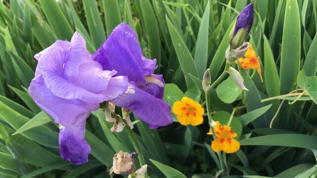 Premium iris flower. Bearded Iris isolated. Iris germanica close up. Purple iris flower. Purple flower close-Up. Blooming Spring Nature.