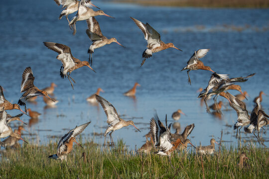 Dynamic flock of wild Black-tailed Godwits (Limosa limosa) in flight and landing in a wetland marsh habitat, England, UK.
