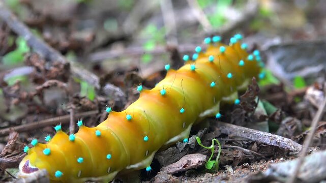 Blue spotted yellow green giant saturnia pyri caterpillar resting on leaf with macro wildlife view. Displays vivid highlights emperor moth, larva displays, and habitat context plus moth larva.