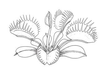 Black and white line of a Venus flytrap plant with open traps carnivorous insectivore © Md