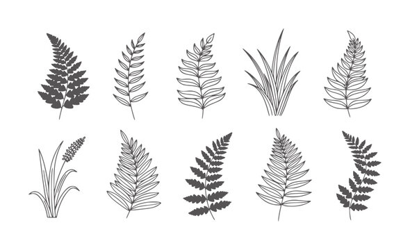 Collection of Dark Gray Ferns and Grass Silhouettes White plant botanical