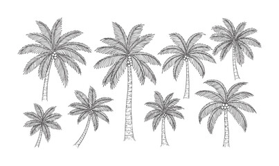 Obraz premium Hand drawn of various palm trees with coconuts white tropical nature