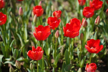 Naklejka premium Vibrant Red Tulip Field in Bloom With Fresh Spring Garden Flowers and Green Leaves