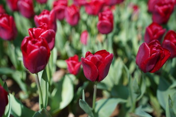 Fototapeta premium Vibrant Red Tulip Field in Bloom With Fresh Spring Garden Flowers and Green Leaves