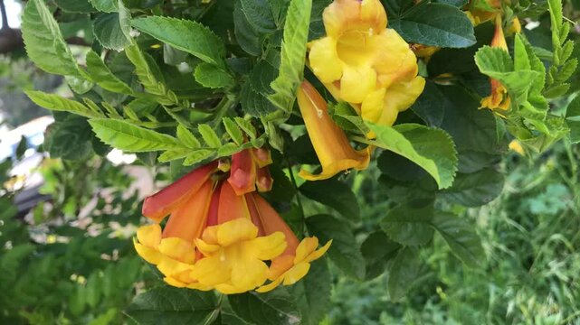 Yellow Tecoma close up. Yellow Bells close up. Yellow Elder isolated. Trumpetbush blossom. Tecoma stans (L.) Juss. ex Kunth. 
