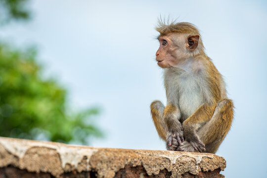Cute baby of Toque macaque (macaca sinica), portrait of endemic monkey in Sri Lanka