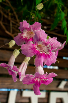 Bignonia rosada (Podranea ricasoliana). 