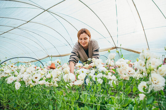 Smiling woman florist tending to rows of white eustoma blooms in a greenhouse polytunnel as concept of commercial flower production and sustainable horticulture at local flower farm