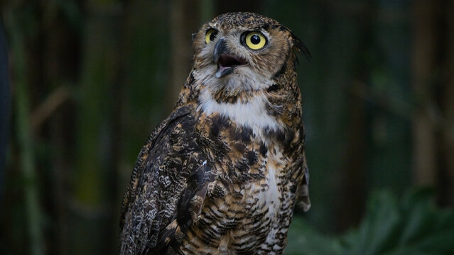 Retrato de B&uacute;ho cornudo tambien conocido como B&uacute;ho Americano, una de las aves rapaces nocturnas mas comunes de Am&eacute;rica