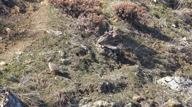 Real wild chukar partridge birds standing on brown ground inside natural dry habitat. Free animals live among shrubbery and grass in untouched environment beside wildlife.
