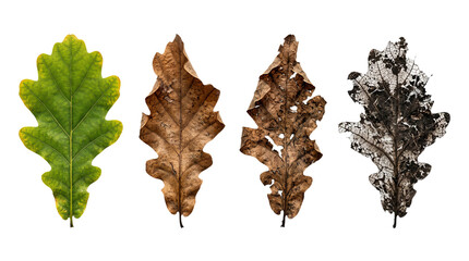 Fototapeta premium Four oak leaves showing stages of decay from fresh green to dry brown and moldy white against a transparent background