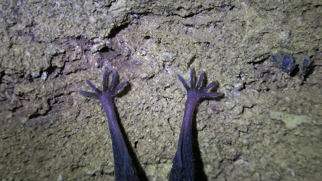 Black bat hanging from cave ceiling inside dark rocky underground wildlife habitat. Nocturnal mammal roosts quietly on stone cavern wall showing natural cavern life.