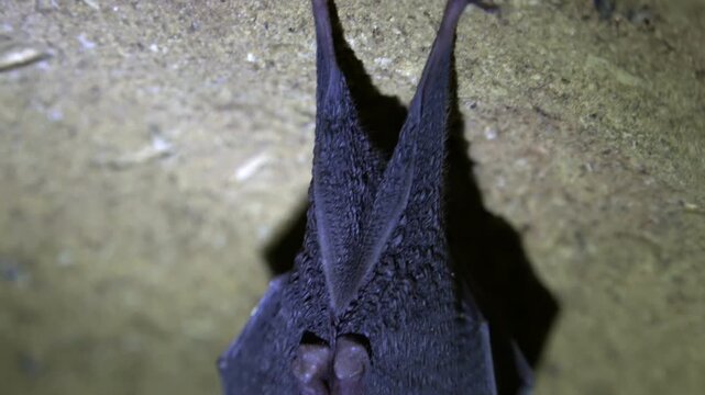 Black bat hanging from cave ceiling inside dark rocky underground wildlife habitat. Nocturnal mammal roosts quietly on stone cavern wall showing natural cavern life.