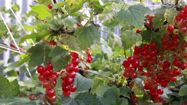 Tracking right across ripe red currant clusters hanging on summer bush