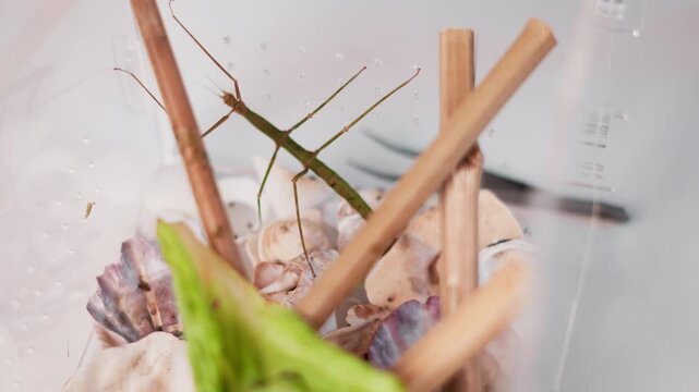 Stick insect inside transparent terrarium among shells and branches. Concept of exotic pets, insect observation, biology study and nature exploration at home. School project to grow an insect
