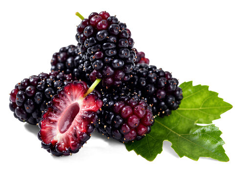Luscious Black Mulberry Fruits - A Taste of Summer
