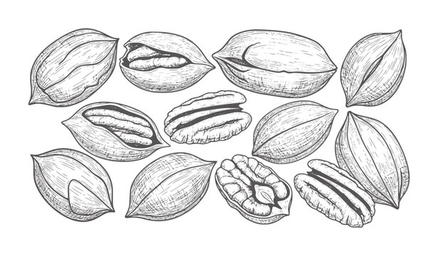 Hand drawn of whole and cracked pecans white food vintage organic