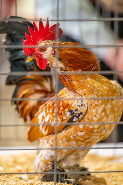 poultry showmanship at the fair