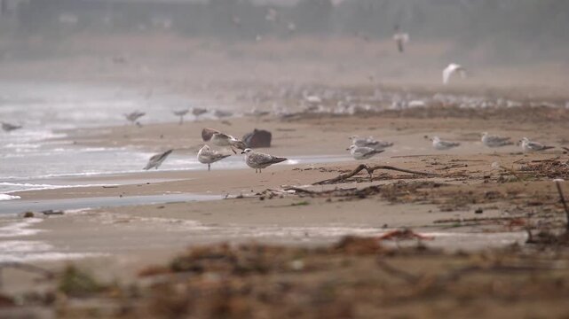 Cinematic shot of seagulls and waterfowl on stormy sandy sea beach during fierce wind. After rain the coast faces a gale rough surf as birds gather along the shoreline.