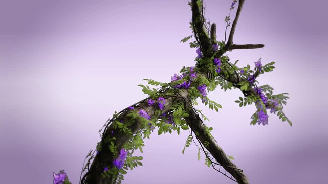 Tree Branch with Purple Wisteria Flowers and Green Leaves on Pastel Background