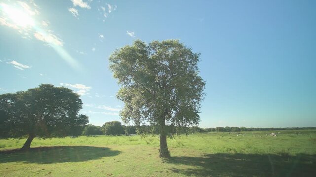 Sunlight glints off lush green grass under clear blue sky. Single tree stands tall, casting long shadow across open field. Calm, peaceful landscape ideal for nature, travel, or rural-themed projects