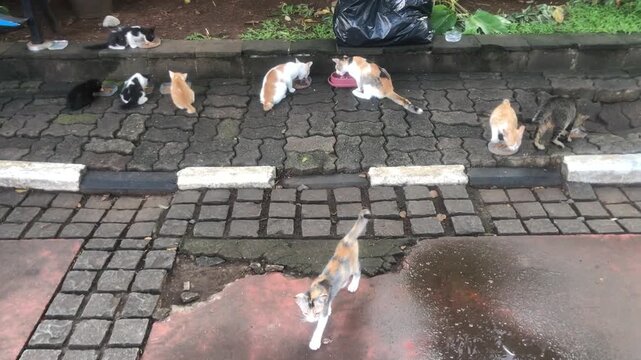 A group of stray cats gathered on a paved area, some eating from a bowl, while others observe.