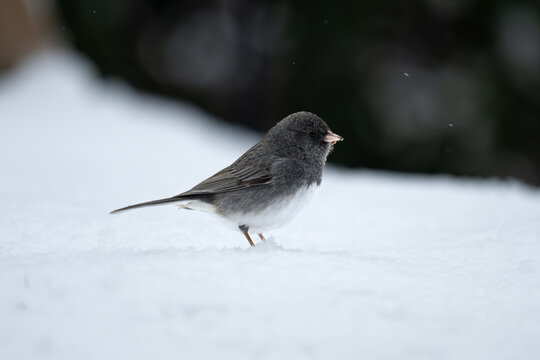 Dark Eyed Junko in Snow