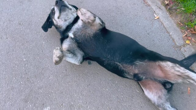 layful stray dog rolling on the pavement, showing relaxed behavior and trust while lying on its back in an urban environment in Novi Sad, Serbia