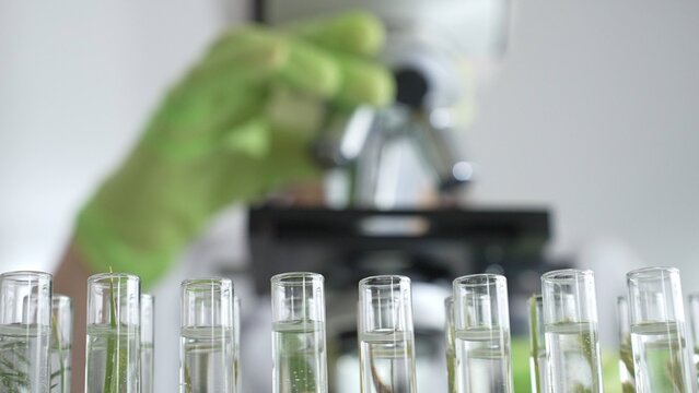 Close up of test tubes with a scientist analyzing plant samples in test tubes with a microscope, conducting research in a laboratory. Medicine, healthcare and science concept