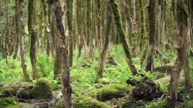 Mossy forest floor beneath woodland trees shows rich green texture and tranquil outdoor light. Bryophyte carpet, shaded trunks, damp ground create an enchanted natural grove scene.