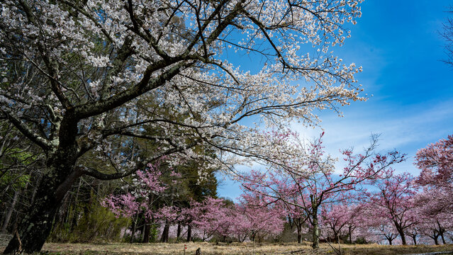 満開の桜　市民の森　長野県大町市