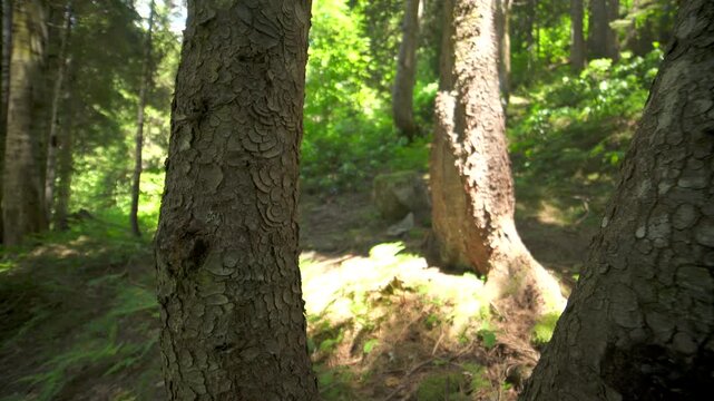 Tree trunks line a sloping mountain forest with dense woodland and filtered sunlight. Timber, undergrowth, shaded hillside create peaceful upland grove atmosphere in nature.