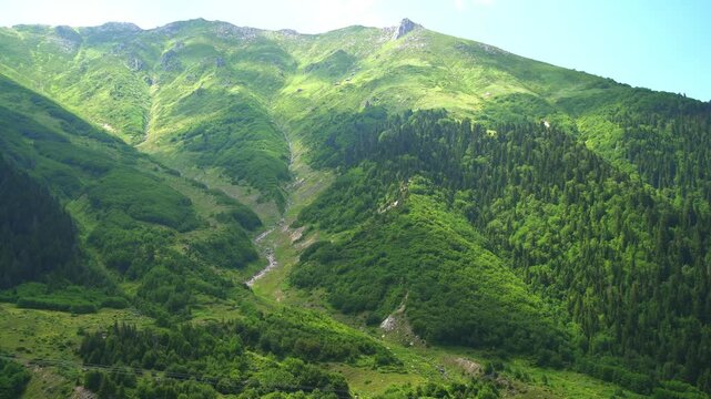 Ural Mountains forests cover rolling slopes and calm green highlands across remote Russia. Dense woodland, broad ridges, serene relief define a vast northern landscape of trees.