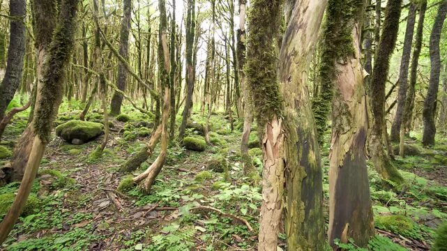 Moss covered boxwood trunks stand in a dark ancient forest with rich green woodland texture. Soft filtered light, damp bark, and mystical greenery create an enchanted grove atmosphere.