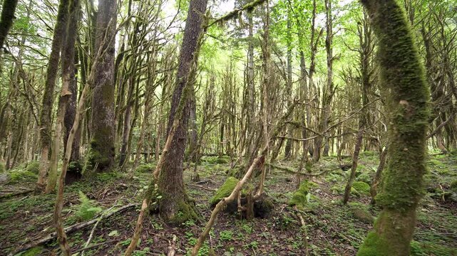 Moss covered boxwood trunks stand in a dark ancient forest with rich green woodland texture. Soft filtered light, damp bark, and mystical greenery create an enchanted grove atmosphere.