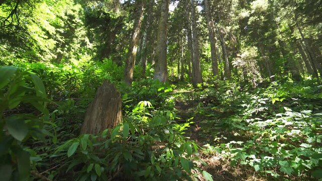 Tree trunks line a sloping mountain forest with dense woodland and filtered sunlight. Timber, undergrowth, shaded hillside create peaceful upland grove atmosphere in nature.