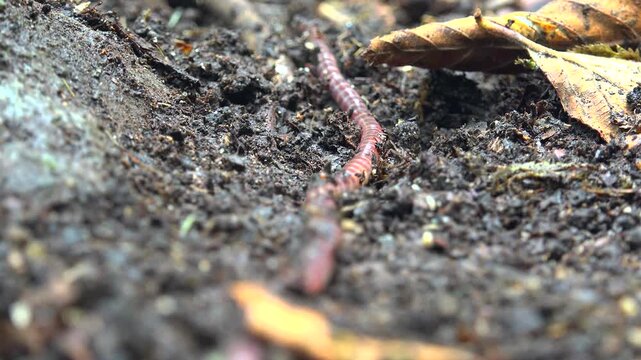 Earthworm crawling across moist soil surface with detailed texture, natural biology scene. Segmented annelid on damp ground, living organism, decomposer role, close terrestrial life.