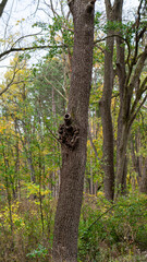 Fototapeta premium Vertical Mid-Sized Oak Tree with Unique Knot – Autumn Forest Nature Photography