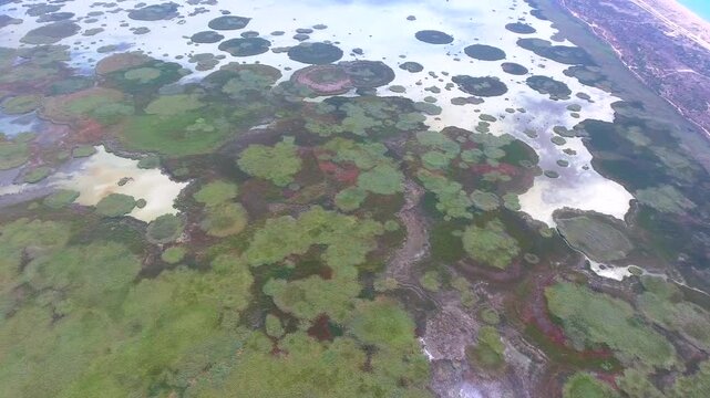 Aerial circular reed rings across shallow wetland lake in Turkey, striking summer patterns. Green and brown vegetation shapes, marsh habitat, organic design, calm aquatic surface, stock search.