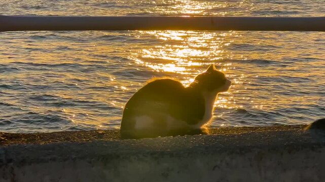 Street cat resting on the waterfront in Istanbul against golden sunset reflection shimmering across the Marmara Sea in warm evening light