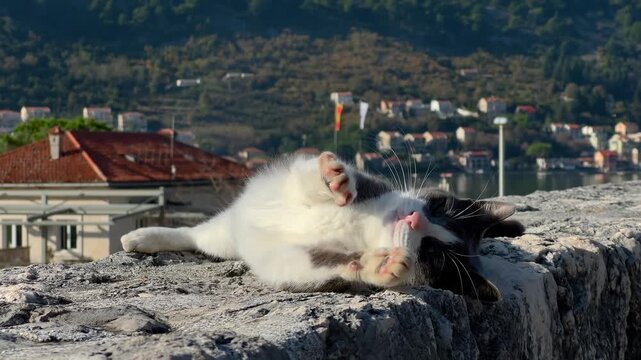 Gray and white cat idly rolling, basking and stretching on fortress wall in Old Town Kotor. Hills and residential houses rising in background
