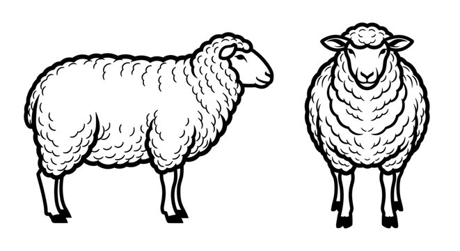 A minimalist line art illustration of two sheep in a simple black and white design