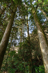Fototapeta premium Tall trees inside forest. Low angle view.