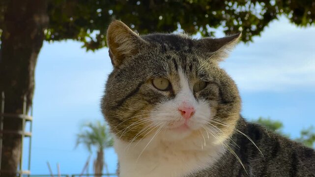 Close up street cat with chubby cheeks looking around on the waterfront in Herceg Novi, Montenegro with palm trees and blue sky in the background