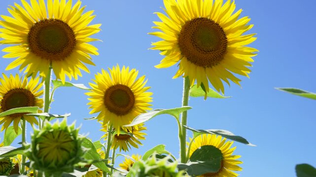 風に揺れるひまわり畑の4Kスローモーション動画	