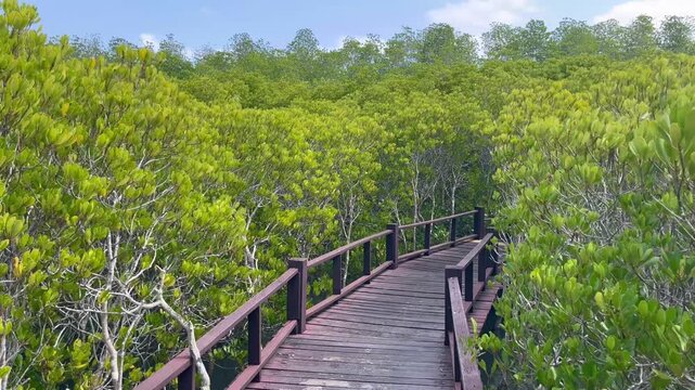 Wooden bridge walkway mangrove forest