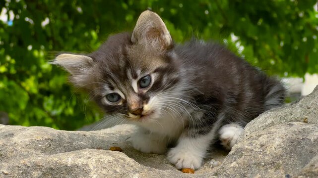 Close up portrait of fluffy stray kitten eating leftover dry food on stone in park in Istanbul. Soft green leaves blur in the background in natural daylight.