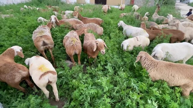 Goats Grazing in Green Field Rural Farming Livestock Scene in Pakistan
