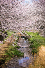 Fototapeta premium さくら
